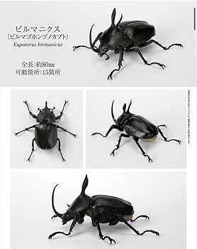 Amazon.co.jp: いきもの大図鑑 かぶとむし05 サタンオオカブト